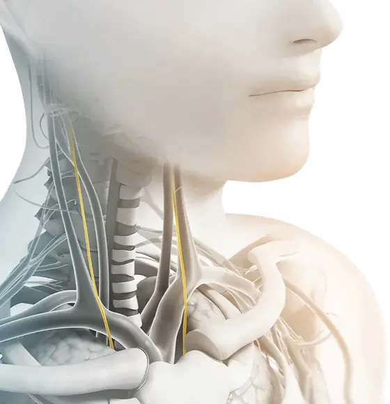 The impact of head joints dysfunction on the nervous system